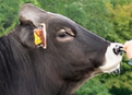 BROWN SWISS